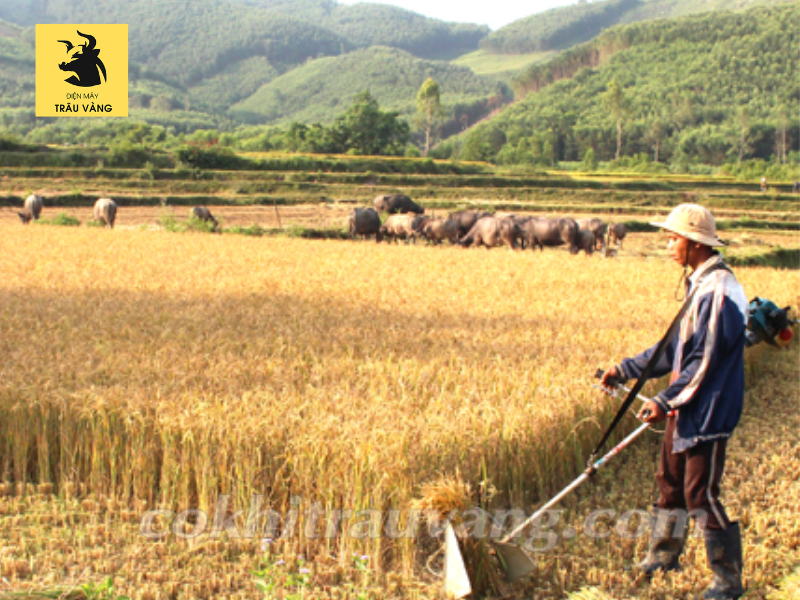 Máy gặt lúa bao nhiêu tiền