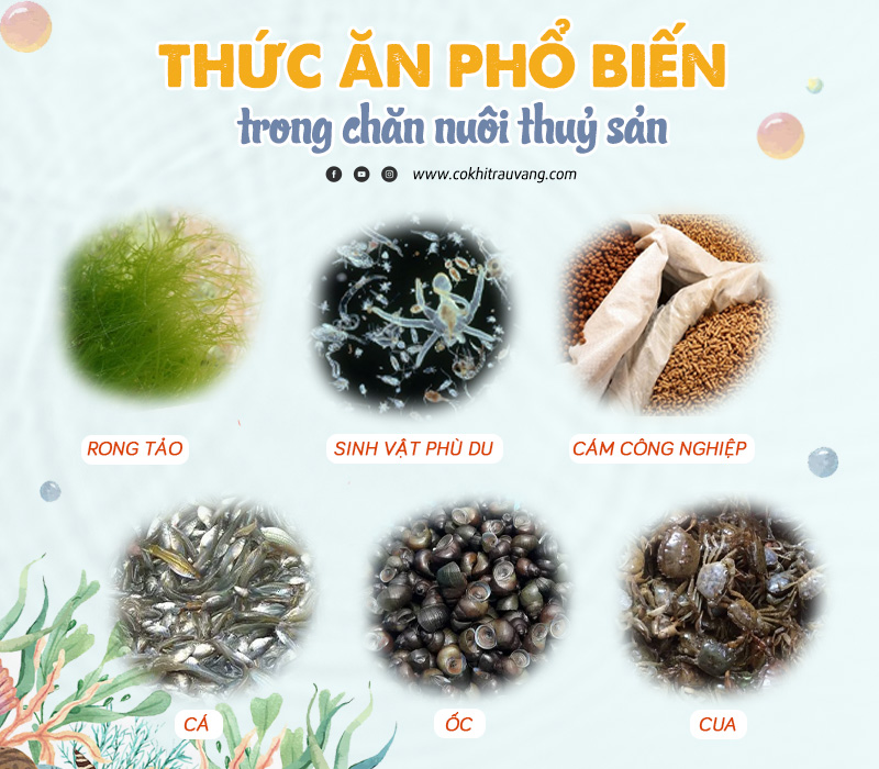 thức ăn thuỷ sản