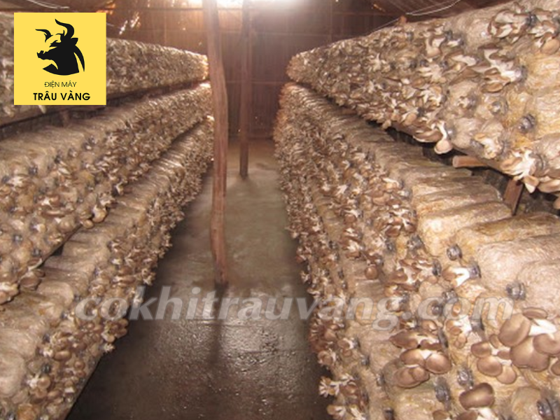 dây chuyền trồng nấm